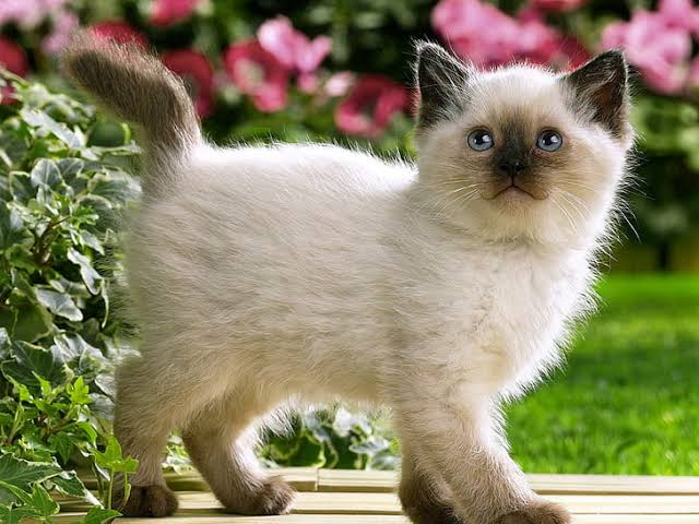 Fifth Kitten