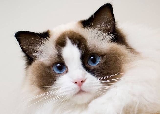 Forth Kitten