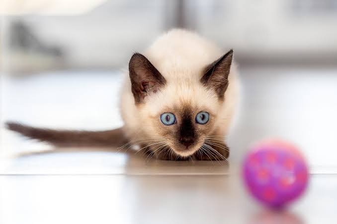 Third Kitten