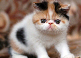 Second Kitten