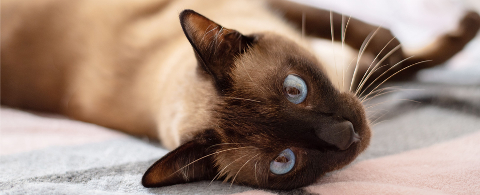 Cat 1