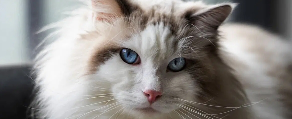Cat 1