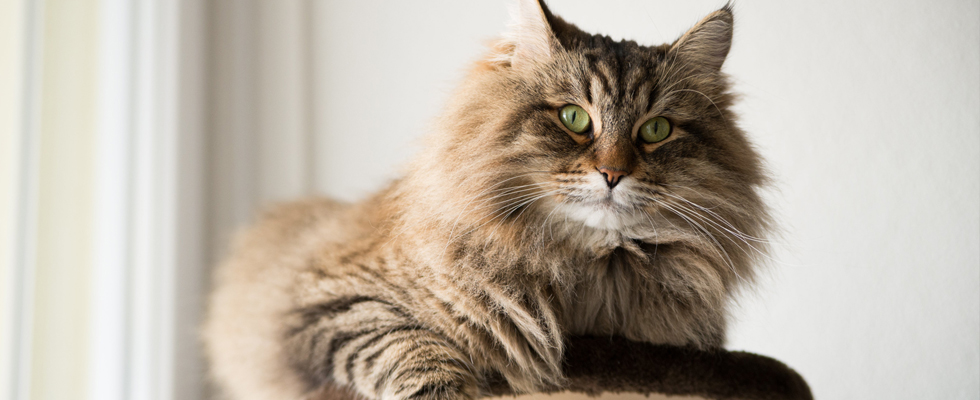 Cat 1