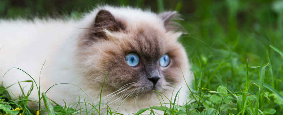 Cat 1