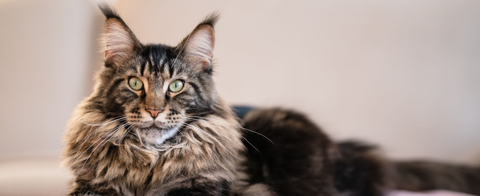 Cat 1