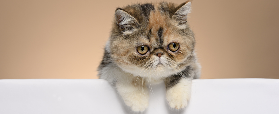 Cat 1