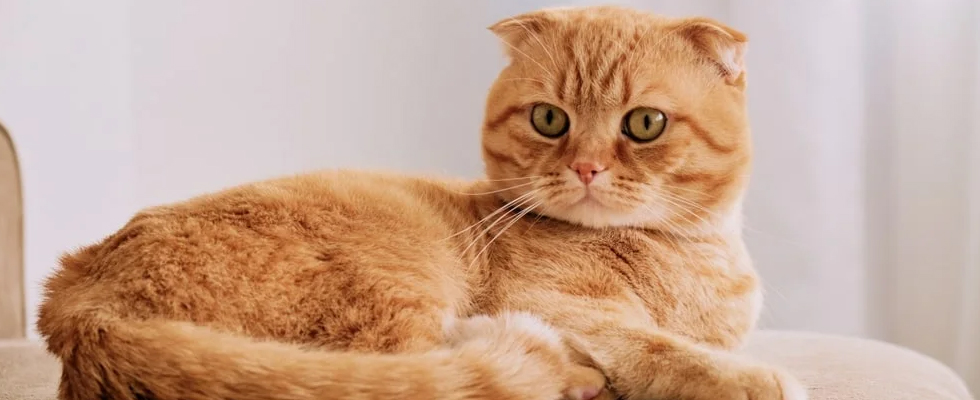 Cat 1