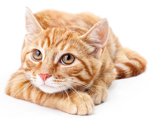 Cute Cat